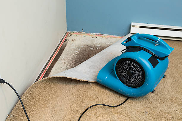 Best Local water damage restoration  in Port Angeles, WA